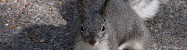 Abert's squirrel